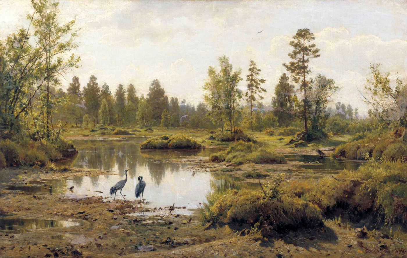 marsh[